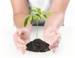 Ladied hands around a plant, nurturing the site like our Sussex SEO will.