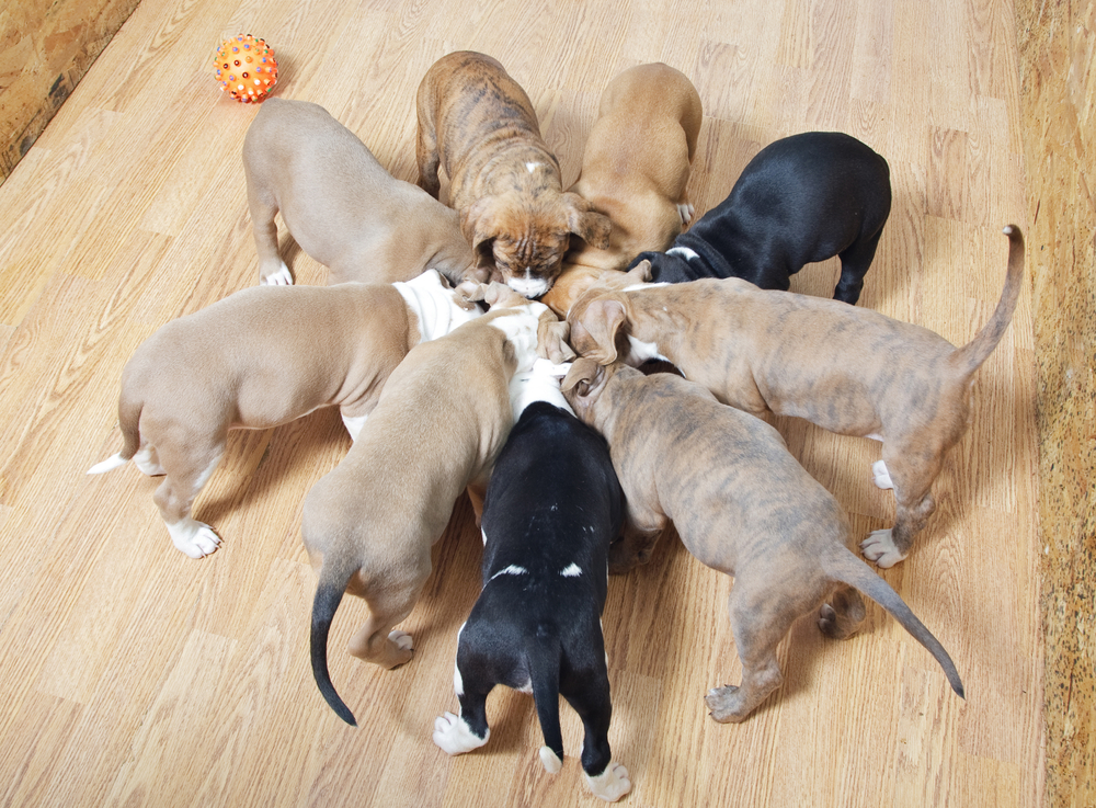 Puppies eating round a bowl